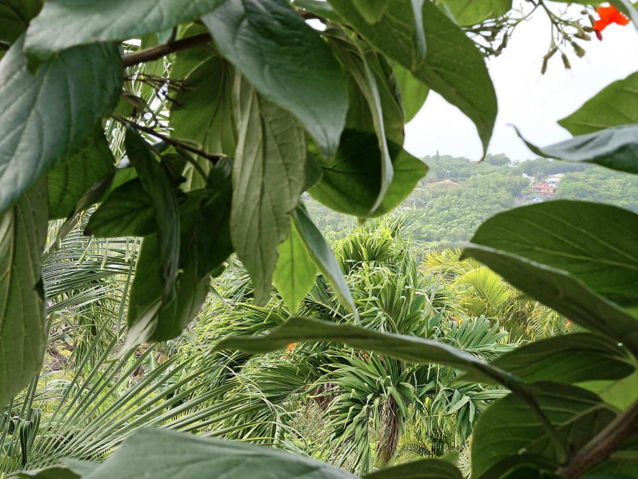 Karureve Villa Deshaies Bagian luar foto